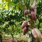 cacao