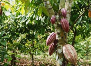 cacao