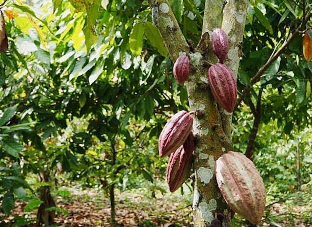 cacao