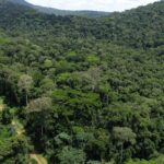 Foret